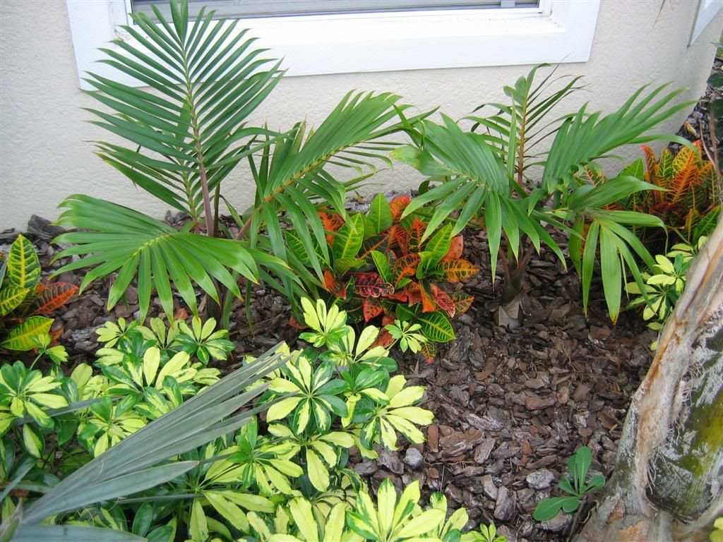 My zone 9B garden DISCUSSING PALM TREES WORLDWIDE PalmTalk